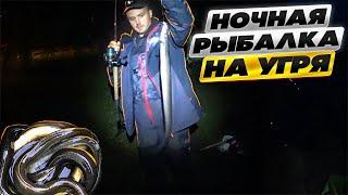 НОЧНАЯ РЫБАЛКА НА УГРЯ В ИЮЛЕ | КАК КЛЮЕТ УГОРЬ НА ФИДЕР, СНАСТЬ, ДОНКА НА УГРЯ | zutis cope Lielupē