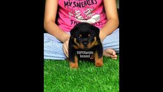 SUPERpride kennel 931111-1212 king size pure  Rottweiler  #ROTTWEILERMALEDELHI #ROTTWEILERPUPPY