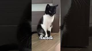 микроинсульт..#мурка#котик#юмор#шортс#2025 .