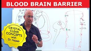 Blood Brain Barrier | Structure & Function