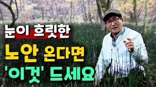 눈이 흐릿한 노안 온다면 '이것' 드세요