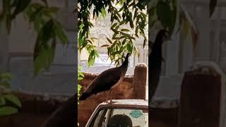 #nationalbird #gardenvisit
