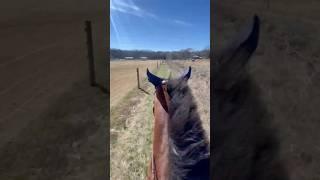 ️ #ottb #happyplace #homeawayfromhome #equestrian #trailriding #feelingfree #horse #riding