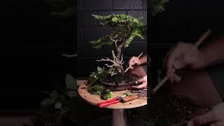 Treating a larch bonsai for depression!  #bonsai