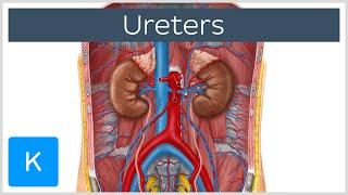 Ureters - Function, Definition and Anatomy - Human Anatomy | Kenhub