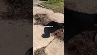 Hey guys, I'm Brian. This TRASHY LAWN Was In DESPERATE Need Full OVERGROWN Property Cleanup.