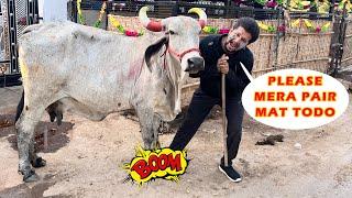 झालर ने तो मेरा पैर ही तोड़ दिया #baawalechorevlogs #jhumar #cowvlog #cowlover #cowfight #cowvideo