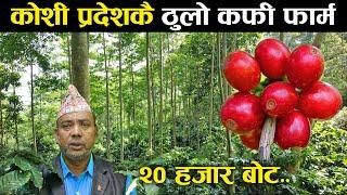 २ सय रोपनीमा कफी खेती - The biggest coffee farm of Koshi province