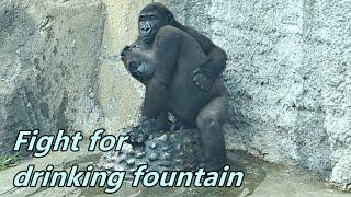 Little gorillas Jabali and Ringo fought for drinking fountain. / 小金剛猩猩Jabali & Ringo為了飲水器吵架