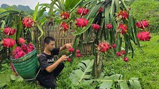 The orphan boy and his grandmother cooked sticky rice, picked dragon fruit to sell and cooked dinner