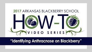 Identifying Anthracnose in Blackberry (3 of 4)