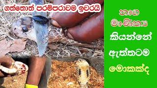 නාග මාණික්‍ය ගන්න හැටි මෙන්න | naga manikya  | Aruma Puduma