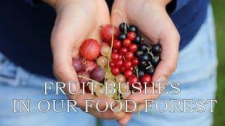 Fruit bushes in our food forest