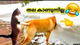 ANIMALS FUN DUB MALAYALAM  | 35