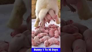 Cute Bunny - Baby rabbits Grow Up #shorts #pets #cute #animals