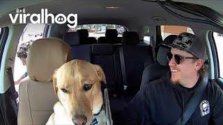 Sweetest Lady Meets Bowie the Uber Dog || ViralHog