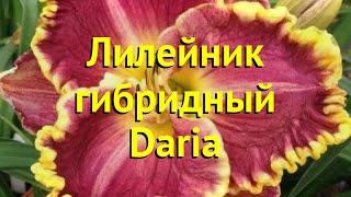 Лилейник гибридный Дарья. Краткий обзор, описание характеристик hemerocallis Daria