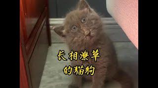 盘点那些长相怪异的猫狗