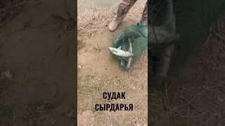 РЫБАЛКА НА СУДАКА. РЕКА СЫРДАРЬЯ. #рыбалкавузбекистане #ловлясудака #судак #баликови