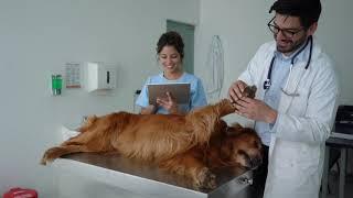 The First and Only Rapid, In-clinic, Canine NT-ProBNP Test