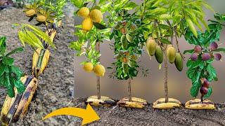 How to Grow Mango From Mango Lemon From Lemon Almond From Almond and Figs From Fig in Banana Fruit