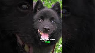 Is Schipperke Really Tail-less Dog Breed?