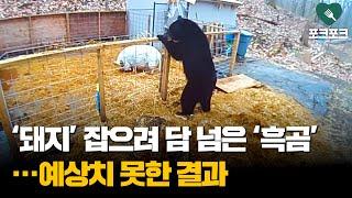 돼지 잡으려 담 넘은 흑곰···예상 못한 변수 맞닥