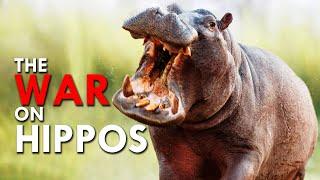 Colombia Has Declared War On Cocaine Hippos