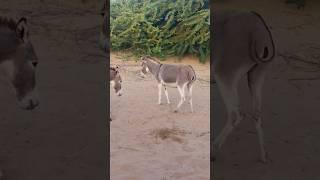 #animals #donkey #youtubeshorts