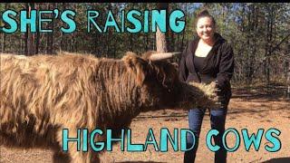 8 Reasons To raise Scottish highland cattle