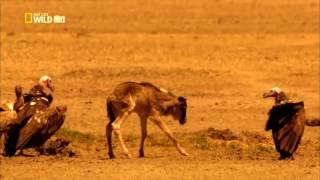 Мир животных  Дикая Африка  Серенгети  Документальный фильм National Geographic