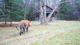 Gigantic wild siberian tiger