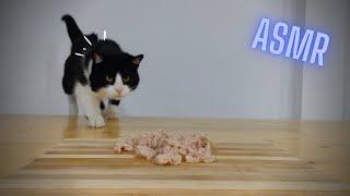 Cat Eating Tuna ASMR