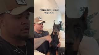 Dogs :angry don't believe don't understand run away#dog#funny#funnyanimals#funnypets#animals  #pet