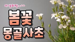 지금 구매하면 좋은꽃/몽골사초/베란다정원 야생화키우기/봄꽃/야생화짱 2020.3.10