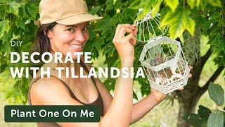 Decorating with AIR PLANTS (Tillandsia)  || Summer Rayne Oakes