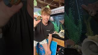 WILL MY PET BASS EAT A TURTLE???
