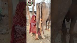 A Village Woman Milks Her Buffalo Daily To Support Her Family #BuffaloMilking #VillageLife #Dairy