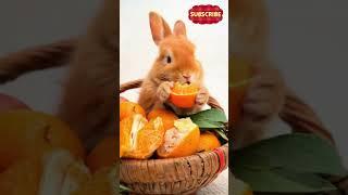 The little Rabbit Eating Orange Will Melt Your Heart  #CutePets  #PetLife