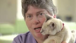 2014 ACVIM Animal Survivor Event
