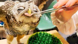 Visiting Japan's Owl Cafe/Bird Cafe | TORINOIRU CAFE YANAKA