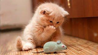  The funniest and cutest kittens in the world!  The best videos with cats and kittens! 