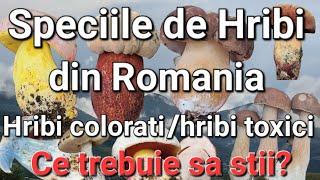 Hribii-Speciile Comestibile/Toxice/Cum se identifica?diferențe/ce trebuie sa stii?