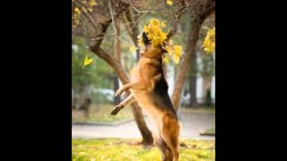 Anna Titova (Titanya) Photographer. Animals