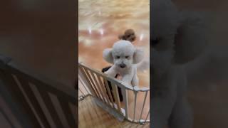 강아지 하원 하러갔을때 반응#shorts #puppy