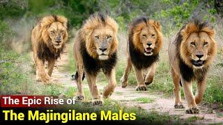 The Mighty Majingilane Male Lions of Sabi Sands | Brothers in Arms