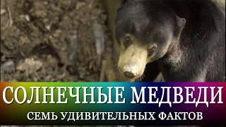 Малайские солнечные медведи: дикая милота! 7 фактов и советы по организации путешествия