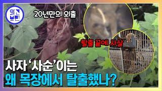 20년 생을 마감한 탈출한 사자, 목장에서 키워도 되나?