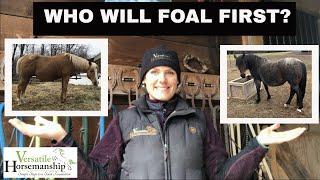 Who Will Foal First? // Versatile Horsemanship