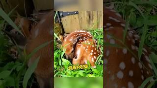 Rescuing a deer in the water#animals #deer #rescue #grateful #shorts